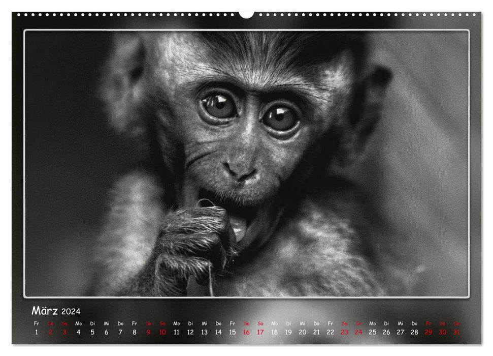 Regarder les animaux en face (Calendrier mural CALVENDO Premium 2024) 