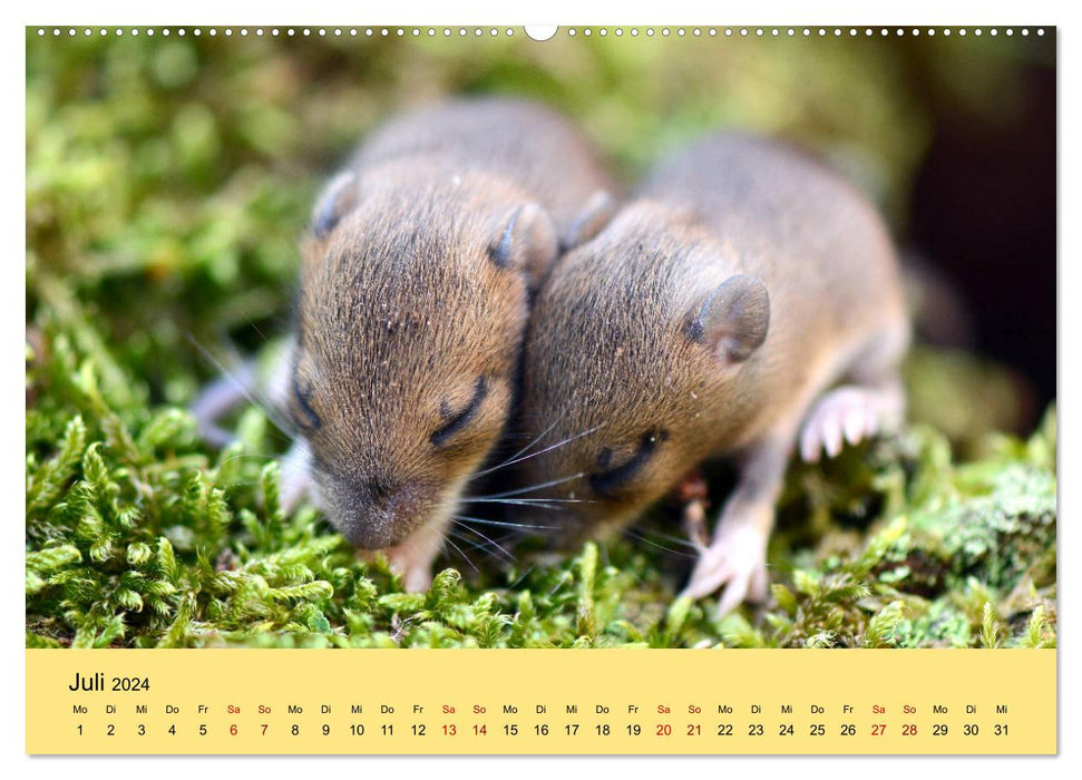 ... hier kommt die Maus ... (CALVENDO Premium Wandkalender 2024)