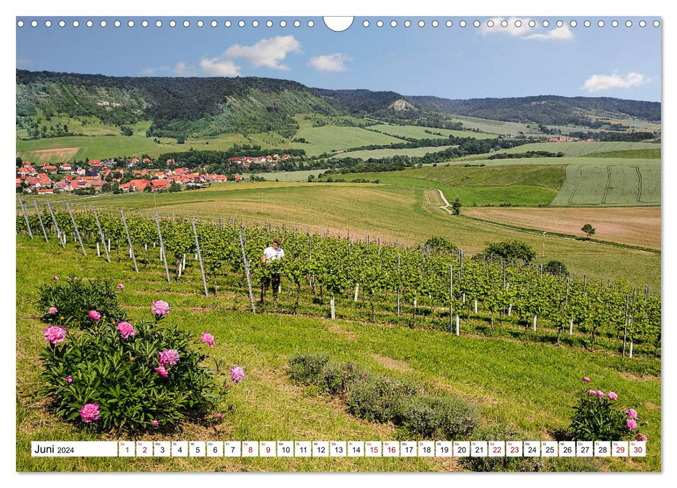 Vignobles autour de Jena (calendrier mural CALVENDO 2024) 