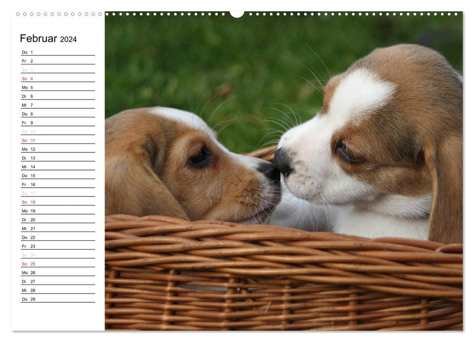 DER BEAGLEige TERMINPLANER (CALVENDO Wandkalender 2024)