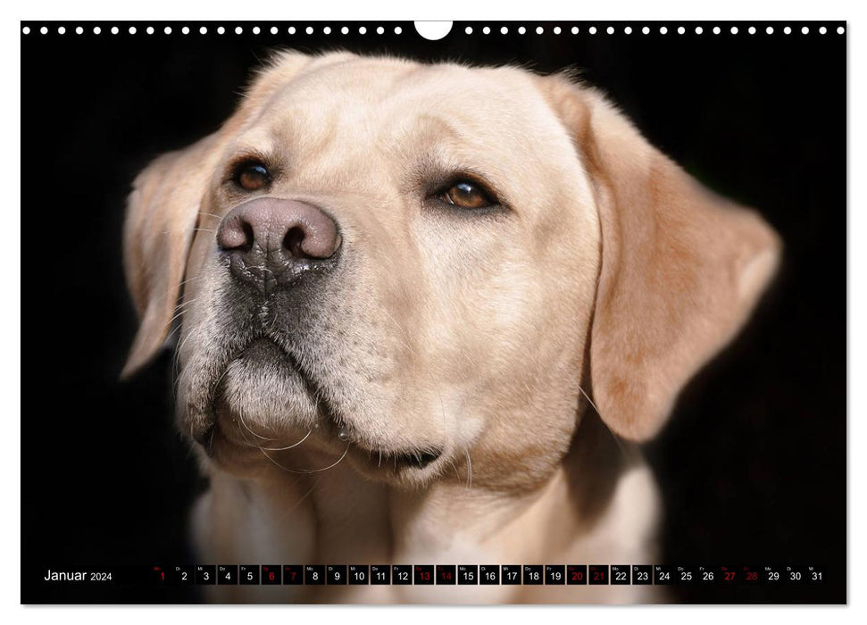Leidenschaft Hund (CALVENDO Wandkalender 2024)