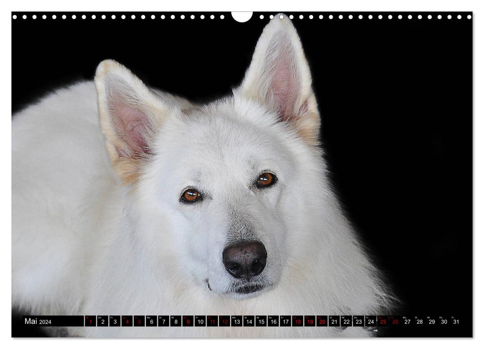Leidenschaft Hund (CALVENDO Wandkalender 2024)