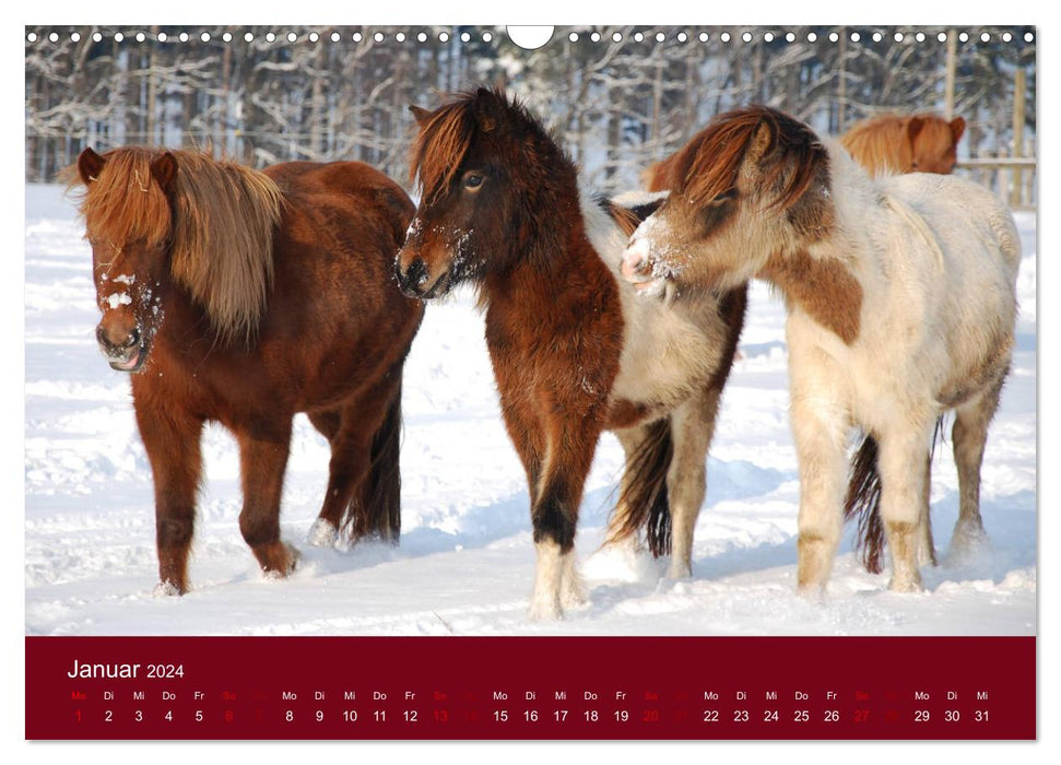 Islandpferdehof Buchenthal (CALVENDO Wandkalender 2024)