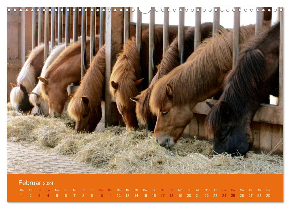 Islandpferdehof Buchenthal (CALVENDO Wandkalender 2024)