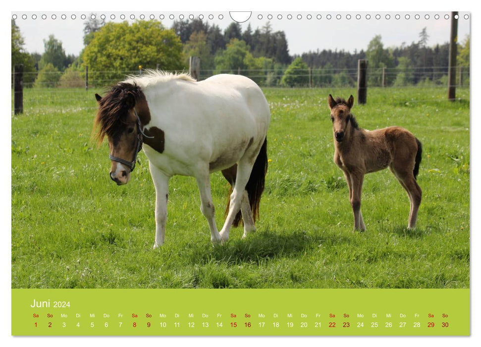 Islandpferdehof Buchenthal (Calendrier mural CALVENDO 2024) 