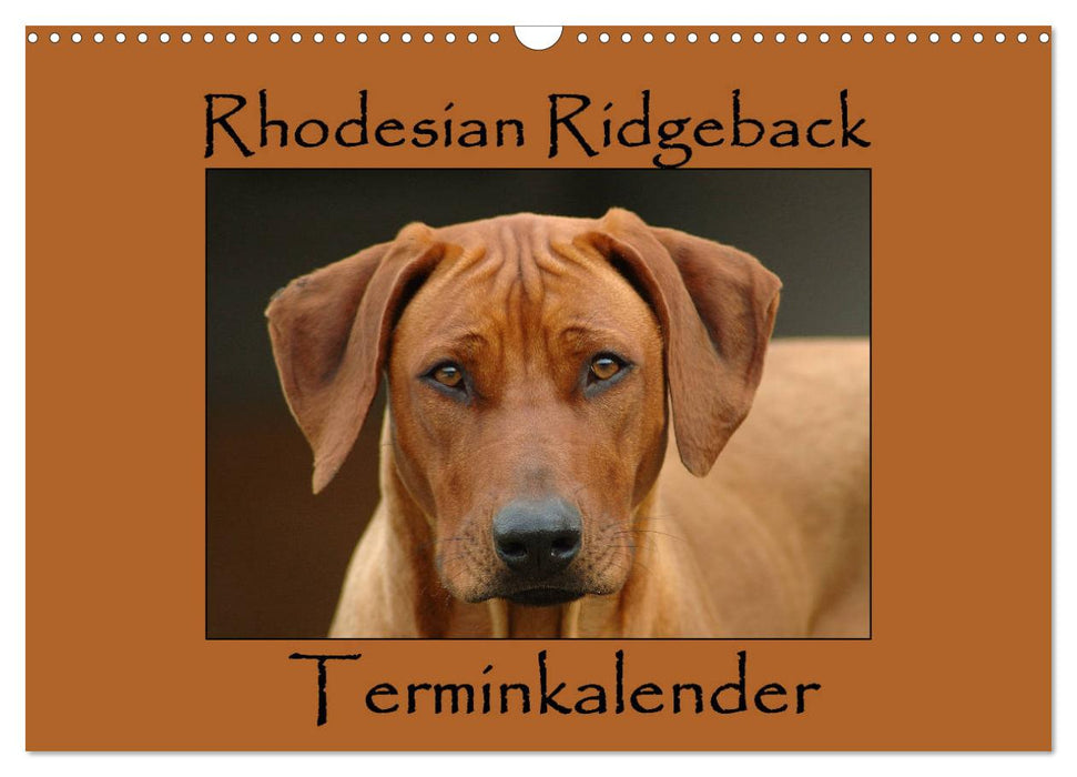 Calendrier de rendez-vous Rhodesian Ridgeback (calendrier mural CALVENDO 2024) 