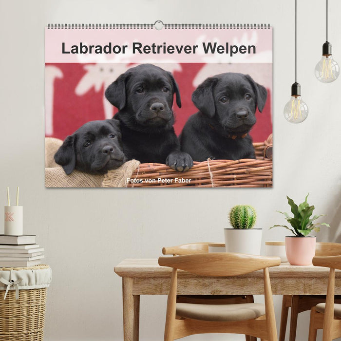 Labrador Retriever Welpen (CALVENDO Wandkalender 2024)