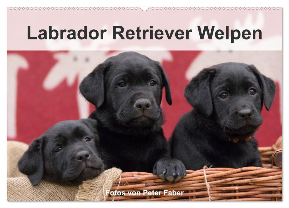 Labrador Retriever Welpen (CALVENDO Wandkalender 2024)