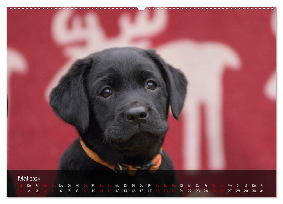 Labrador Retriever Welpen (CALVENDO Wandkalender 2024)