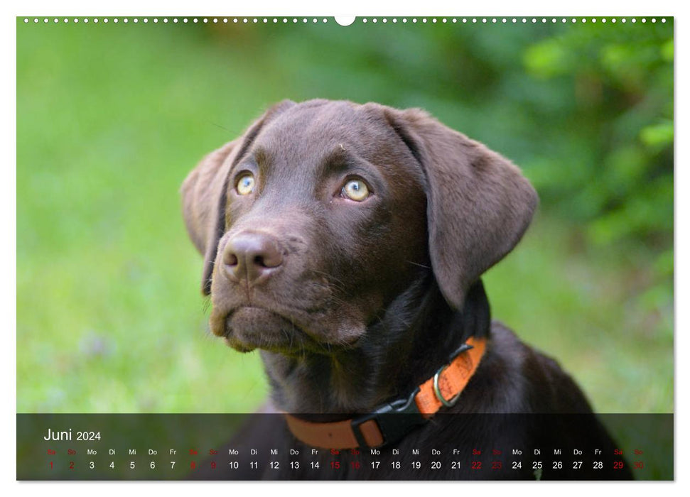 Chiots Labrador Retriever (Calvendo mural CALVENDO 2024) 