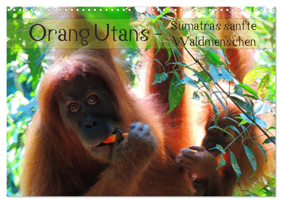 Orang Utans - Sumatras sanfte Waldmenschen (CALVENDO Wandkalender 2024)