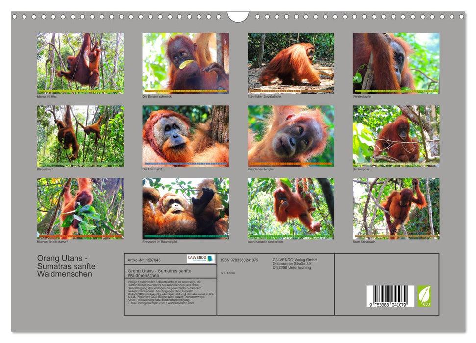 Orangs-outans - Les gentils habitants de la forêt de Sumatra (Calendrier mural CALVENDO 2024) 