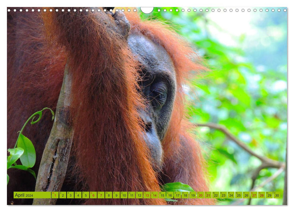Orangs-outans - Les gentils habitants de la forêt de Sumatra (Calendrier mural CALVENDO 2024) 