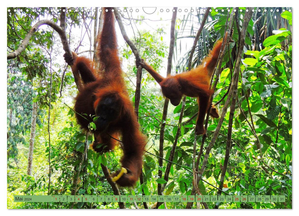 Orangs-outans - Les gentils habitants de la forêt de Sumatra (Calendrier mural CALVENDO 2024) 