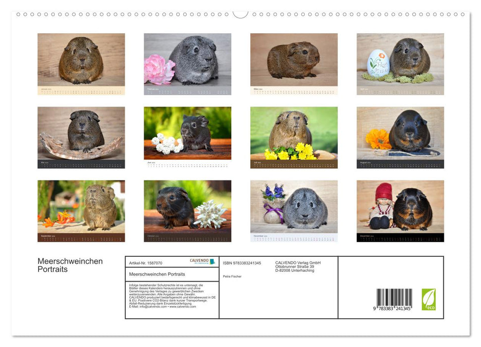 Meerschweinchen Portraits (CALVENDO Premium Wandkalender 2024)