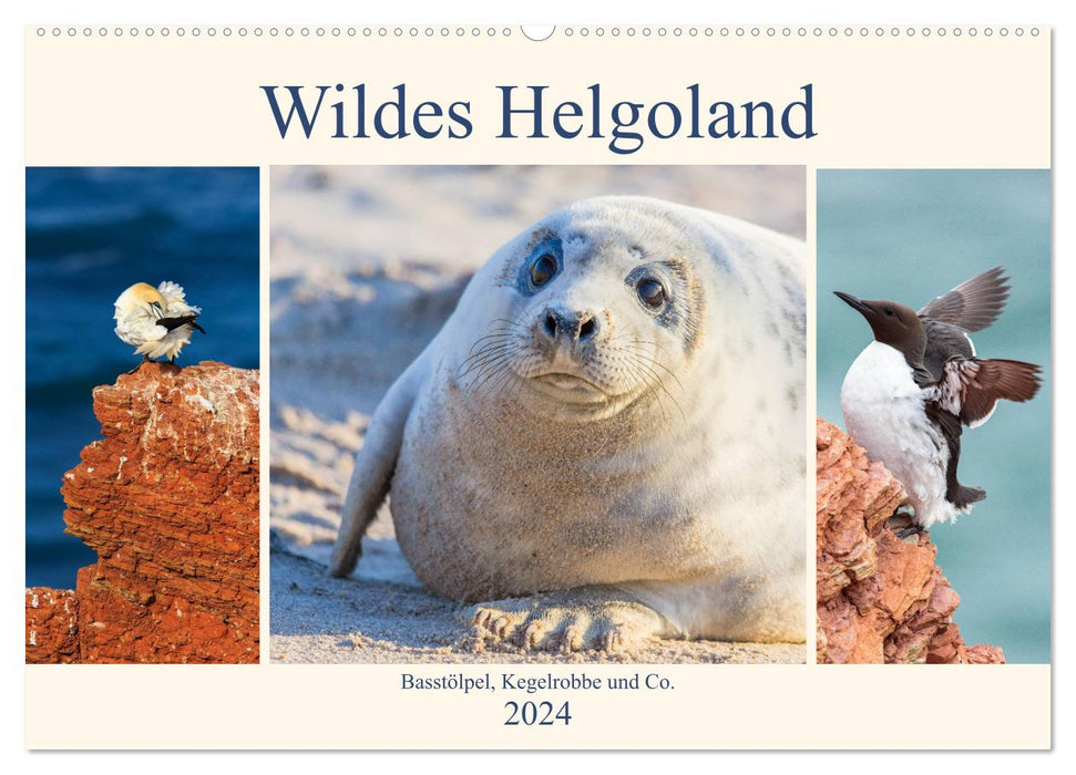 Wildes Helgoland - Basstölpel, Kegelrobbe und Co. 2024 (CALVENDO Wandkalender 2024)
