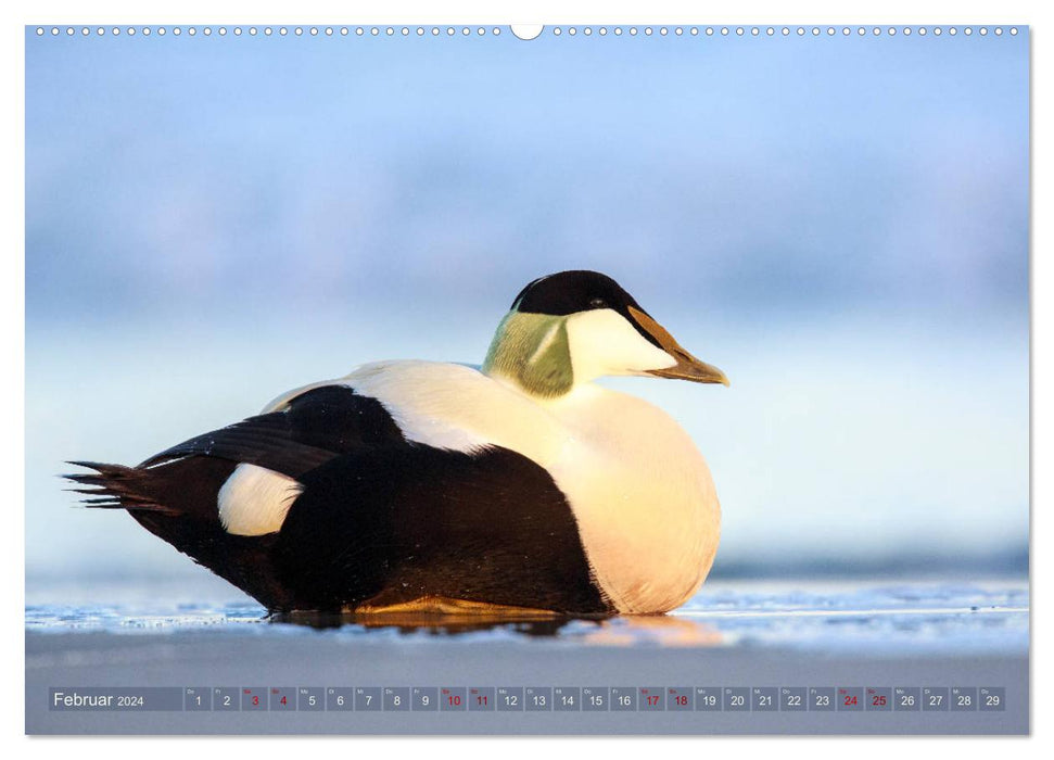 Wildes Helgoland - Basstölpel, Kegelrobbe und Co. 2024 (CALVENDO Wandkalender 2024)