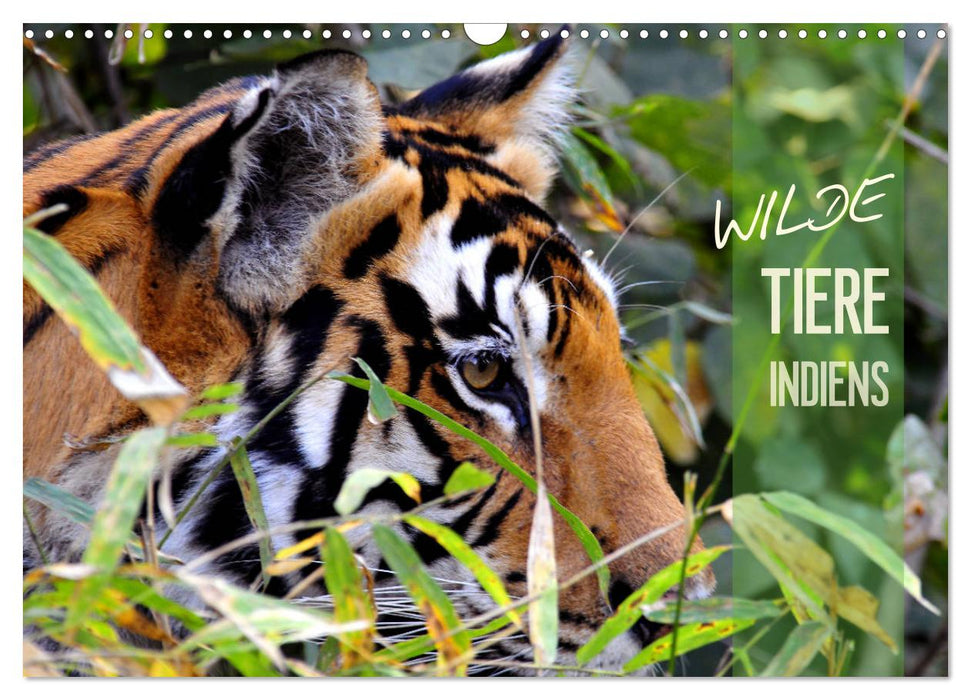 Wilde Tiere Indiens (CALVENDO Wandkalender 2024)