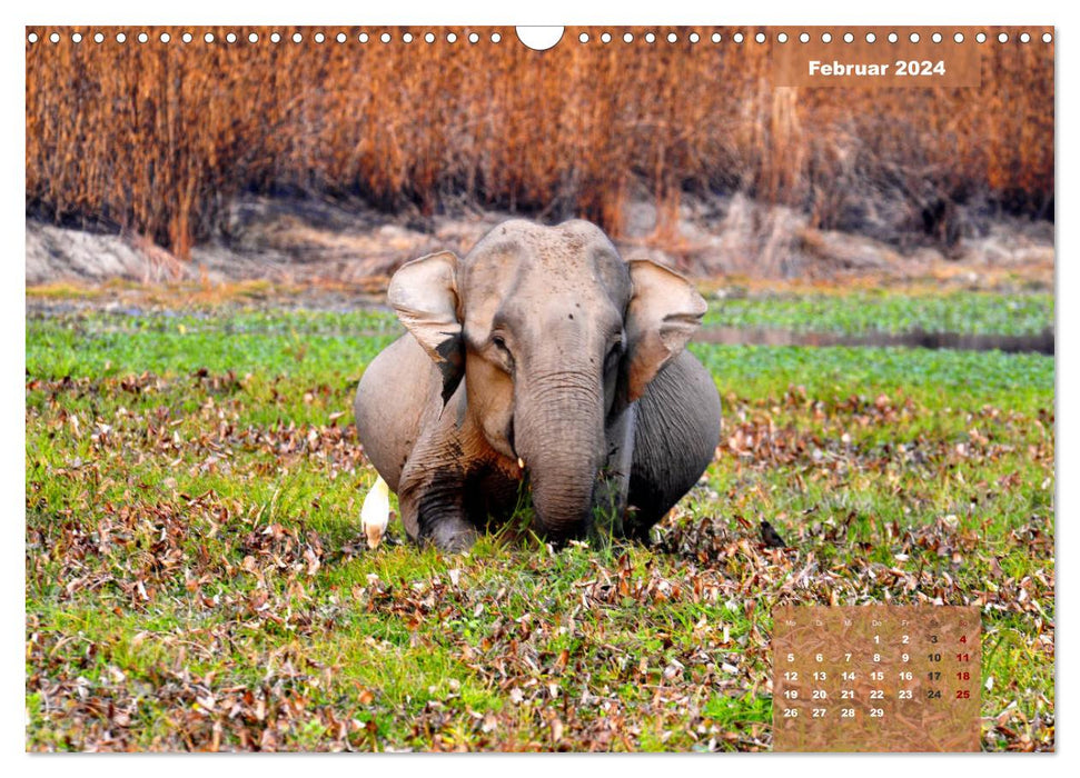 Wilde Tiere Indiens (CALVENDO Wandkalender 2024)