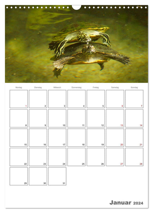 Langsame Schildkröten (CALVENDO Wandkalender 2024)