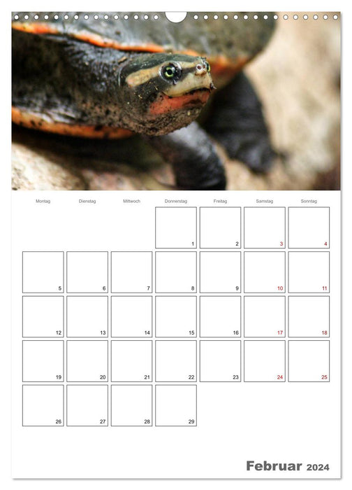 Langsame Schildkröten (CALVENDO Wandkalender 2024)