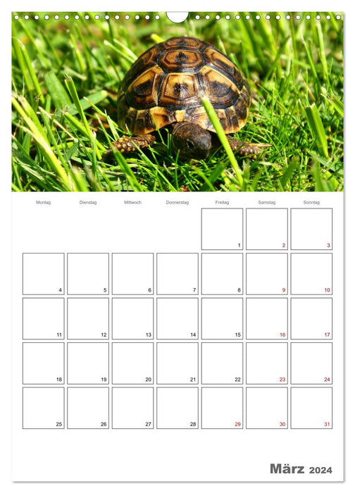 Langsame Schildkröten (CALVENDO Wandkalender 2024)