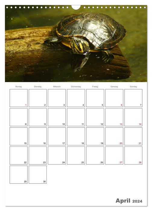 Langsame Schildkröten (CALVENDO Wandkalender 2024)