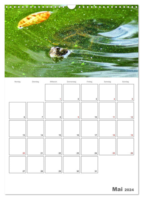 Langsame Schildkröten (CALVENDO Wandkalender 2024)