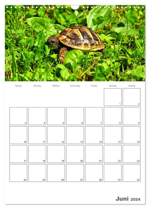 Langsame Schildkröten (CALVENDO Wandkalender 2024)