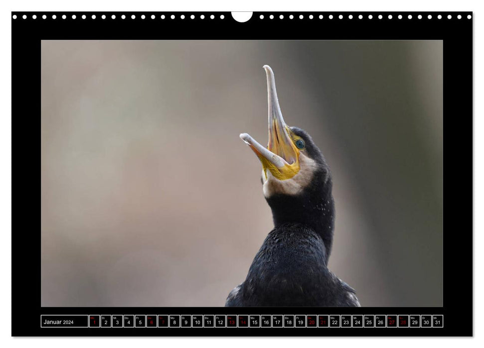 Niederrheinische Vogelwelt (CALVENDO Wandkalender 2024)