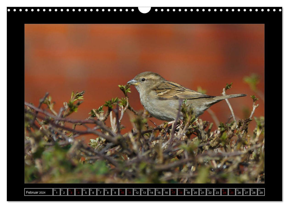 Niederrheinische Vogelwelt (CALVENDO Wandkalender 2024)