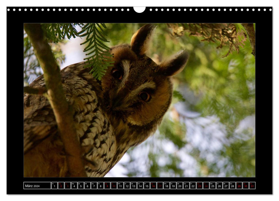 Niederrheinische Vogelwelt (CALVENDO Wandkalender 2024)