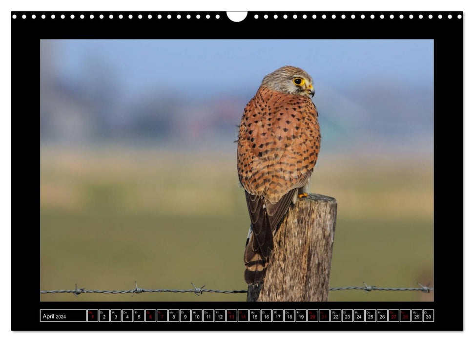 Niederrheinische Vogelwelt (CALVENDO Wandkalender 2024)