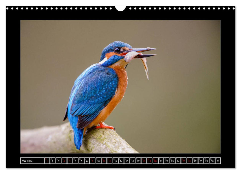 Niederrheinische Vogelwelt (CALVENDO Wandkalender 2024)