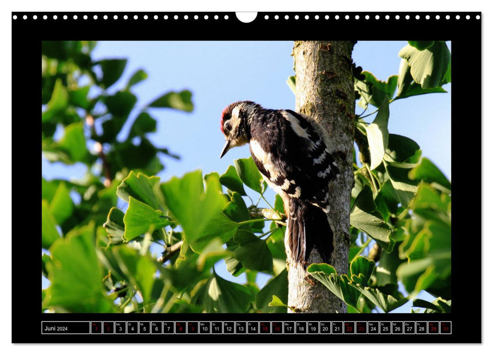 Niederrheinische Vogelwelt (CALVENDO Wandkalender 2024)