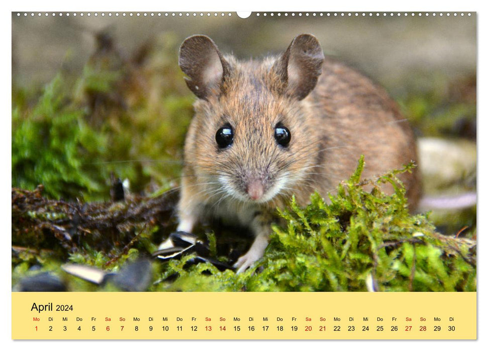 ... hier kommt die Maus ... (CALVENDO Wandkalender 2024)