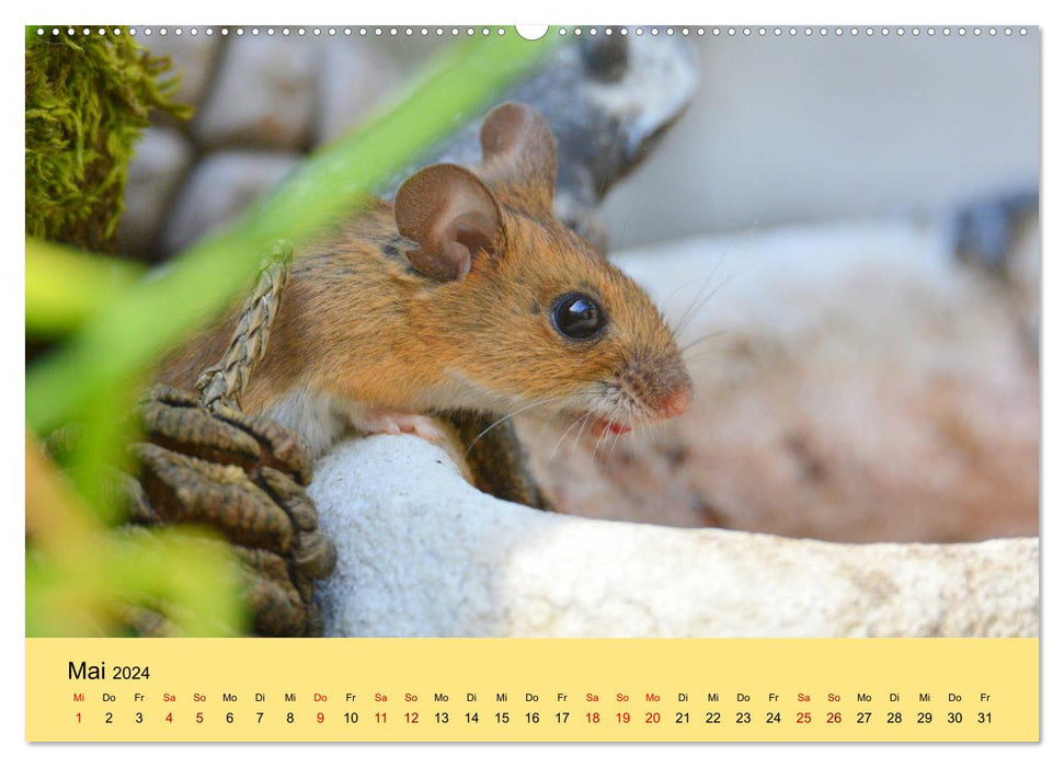 ... hier kommt die Maus ... (CALVENDO Wandkalender 2024)
