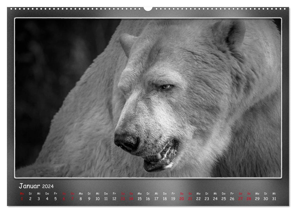 Tieren ins Gesicht geschaut (CALVENDO Wandkalender 2024)