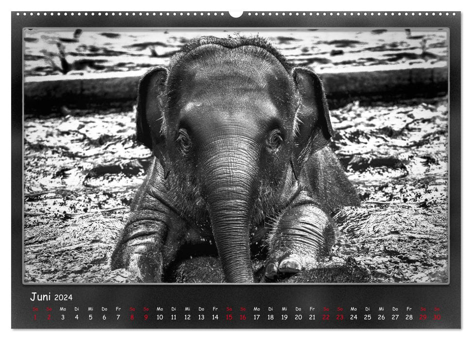 Regarder les animaux en face (Calendrier mural CALVENDO 2024) 