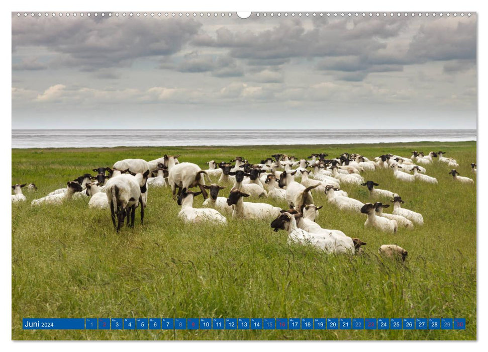 Die Krummhörn Gemeinde in Ostfriesland (CALVENDO Wandkalender 2024)