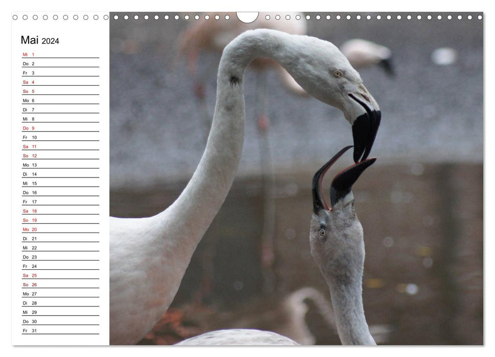 Elegante Flamingo (CALVENDO Wandkalender 2024)