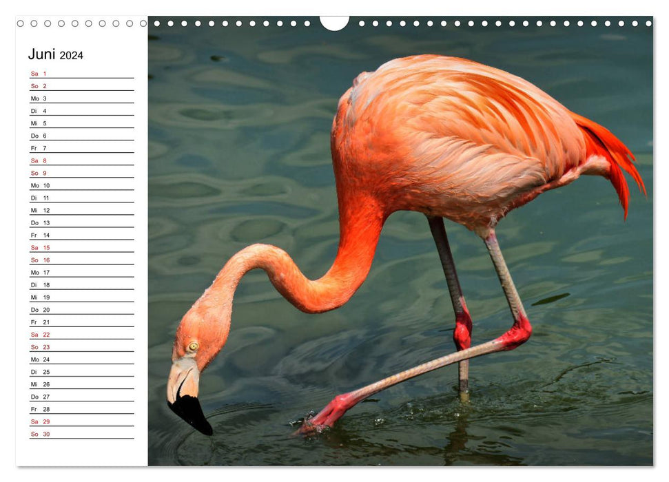 Elegante Flamingo (CALVENDO Wandkalender 2024)