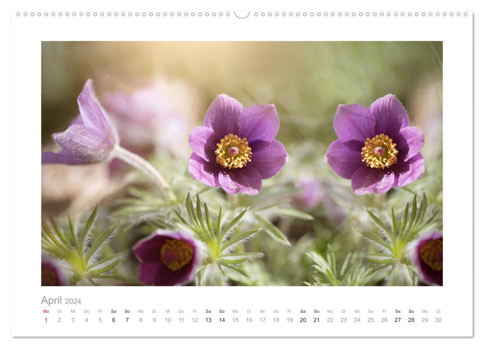 Blumen zart und schön (CALVENDO Premium Wandkalender 2024)