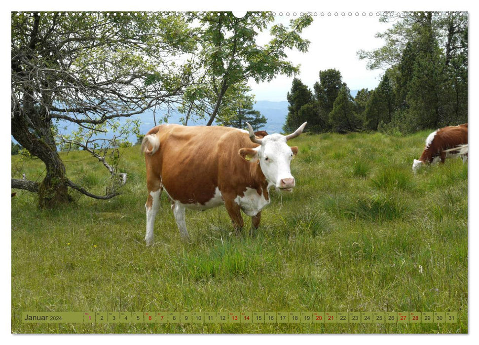 Schwarzwald-Kühe - Die Hinterwälder (CALVENDO Premium Wandkalender 2024)