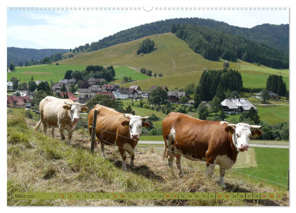 Schwarzwald-Kühe - Die Hinterwälder (CALVENDO Premium Wandkalender 2024)