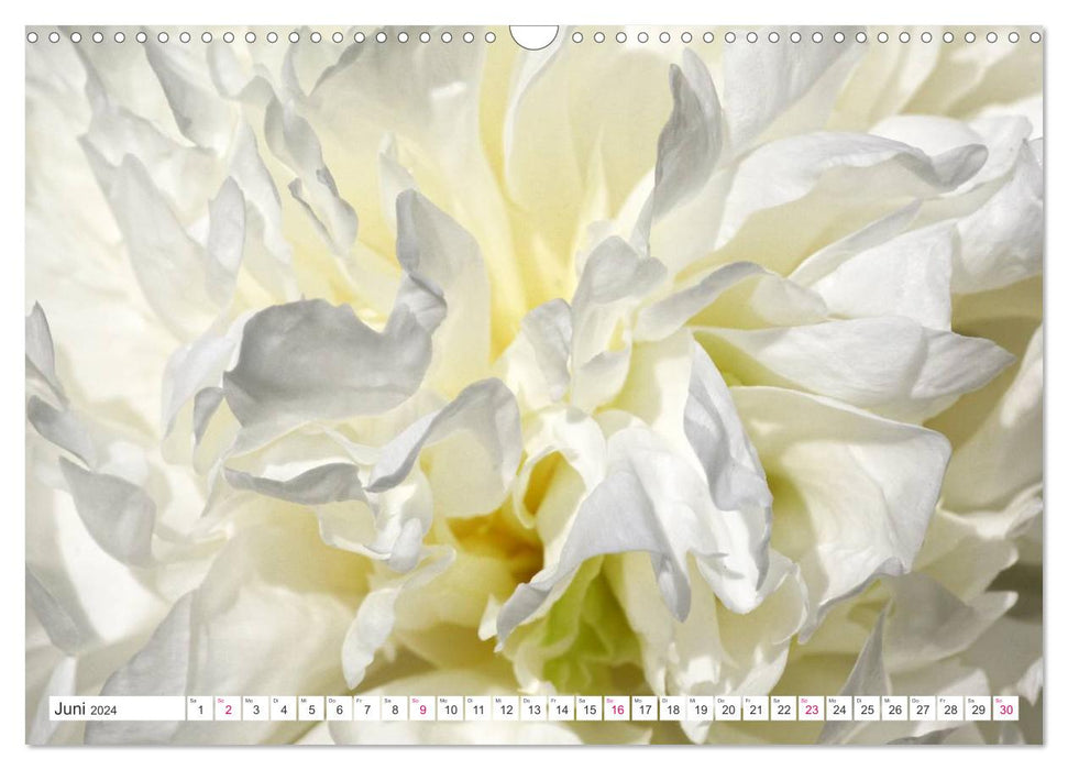 Traumblüten in Weiß (CALVENDO Wandkalender 2024)