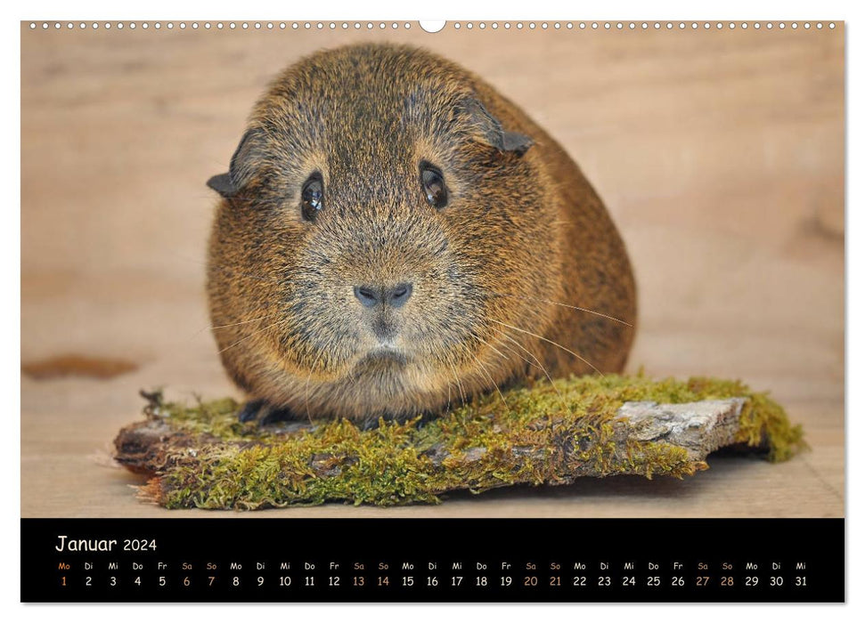 Meerschweinchen - Kleine süße Fellnasen (CALVENDO Premium Wandkalender 2024)