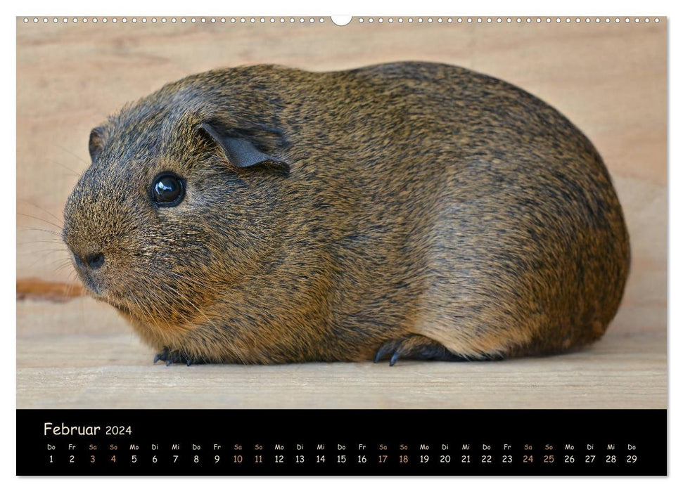 Meerschweinchen - Kleine süße Fellnasen (CALVENDO Premium Wandkalender 2024)