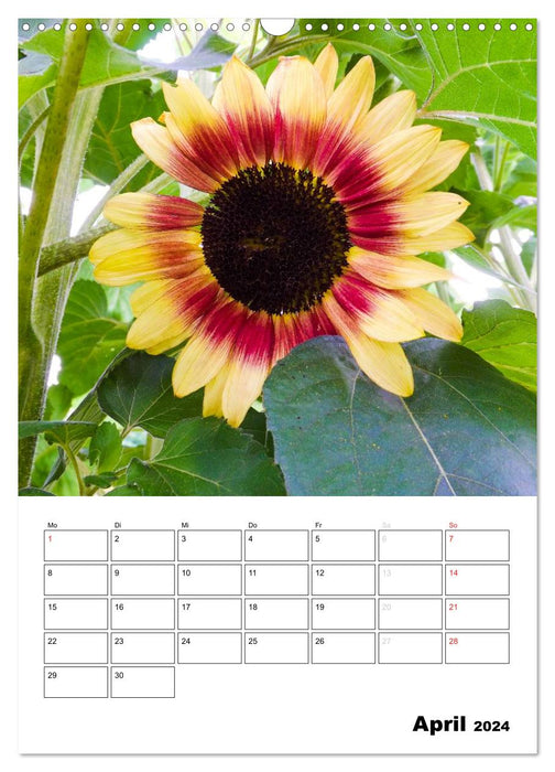 Radiant sunflowers (CALVENDO wall calendar 2024) 