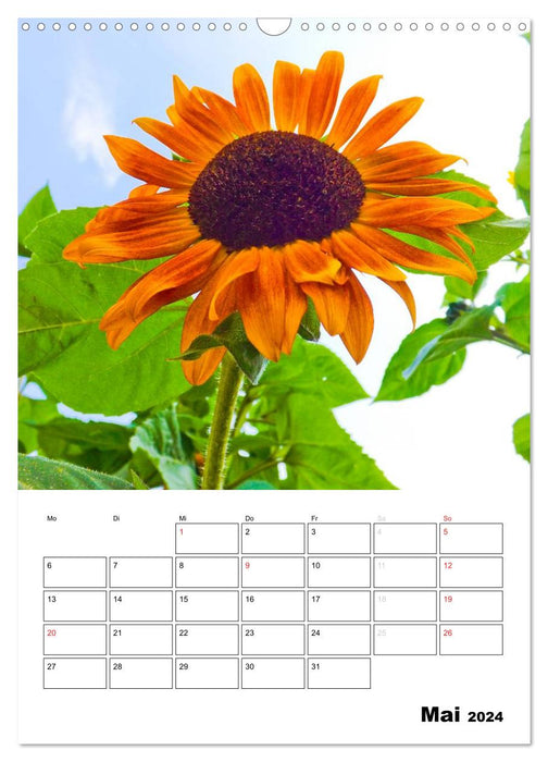 Radiant sunflowers (CALVENDO wall calendar 2024) 